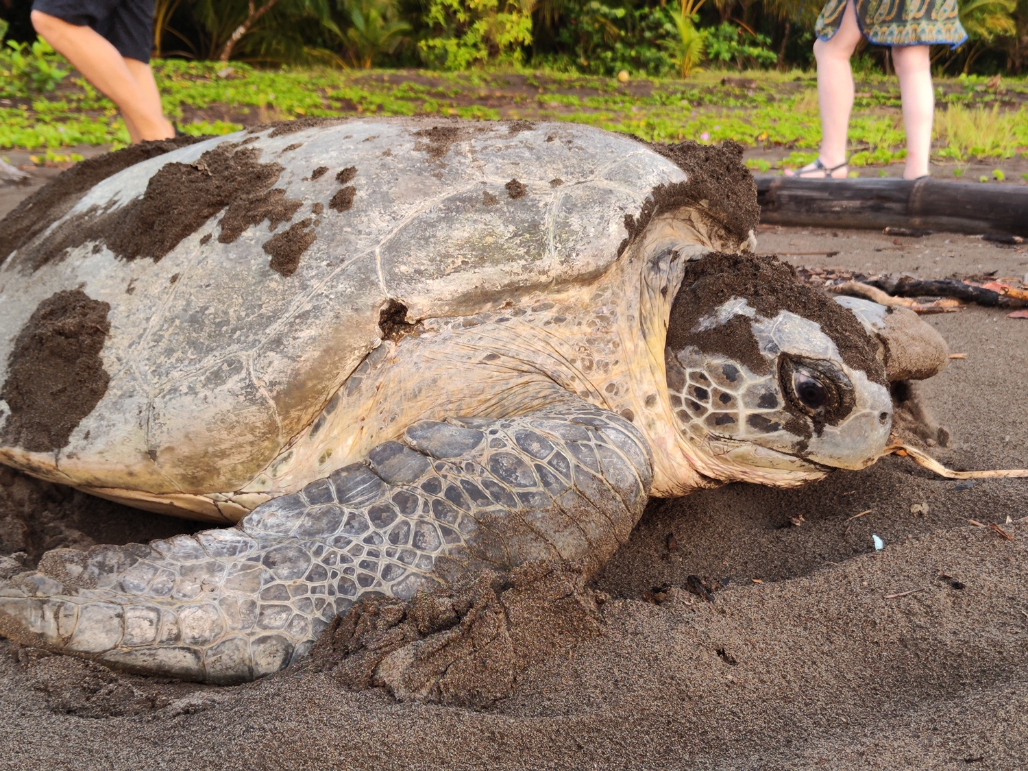 Station 6 – All Rankins Lodge (Tortuguero)